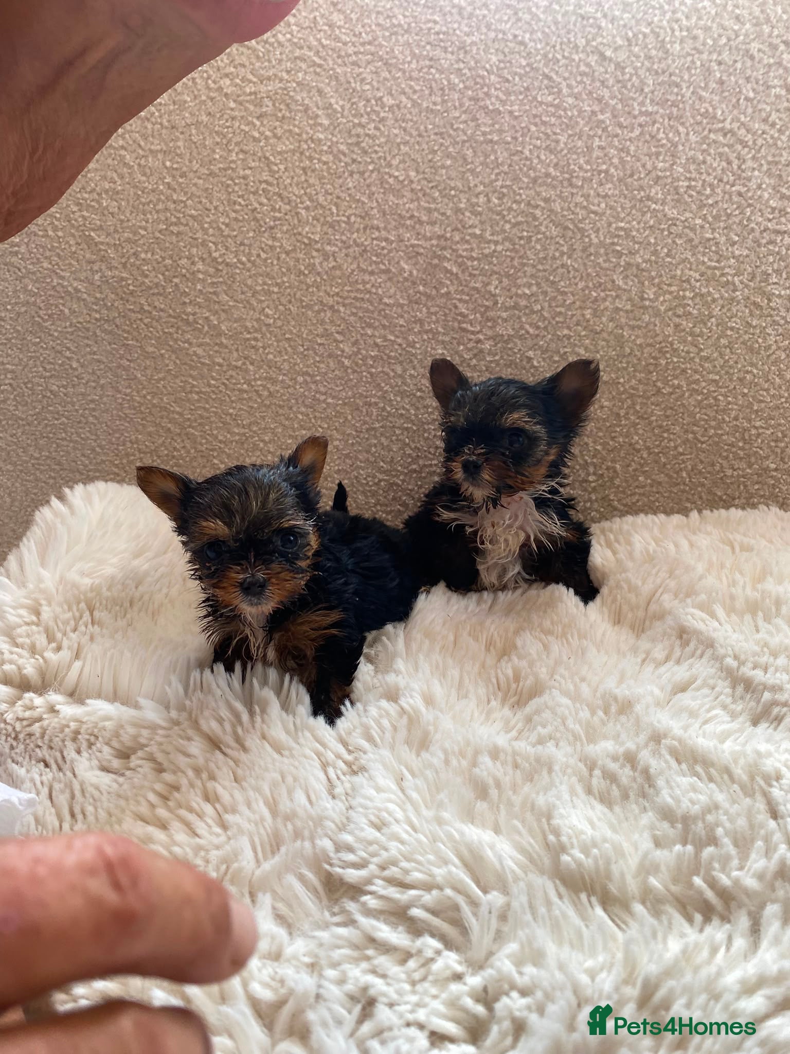 Yorkshire Terrier dogs Minature Teacup Yorkshire Terriers - Advert 1