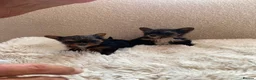 Yorkshire Terrier dogs for sale: Minature Teacup Yorkshire Terriers - Advert 1