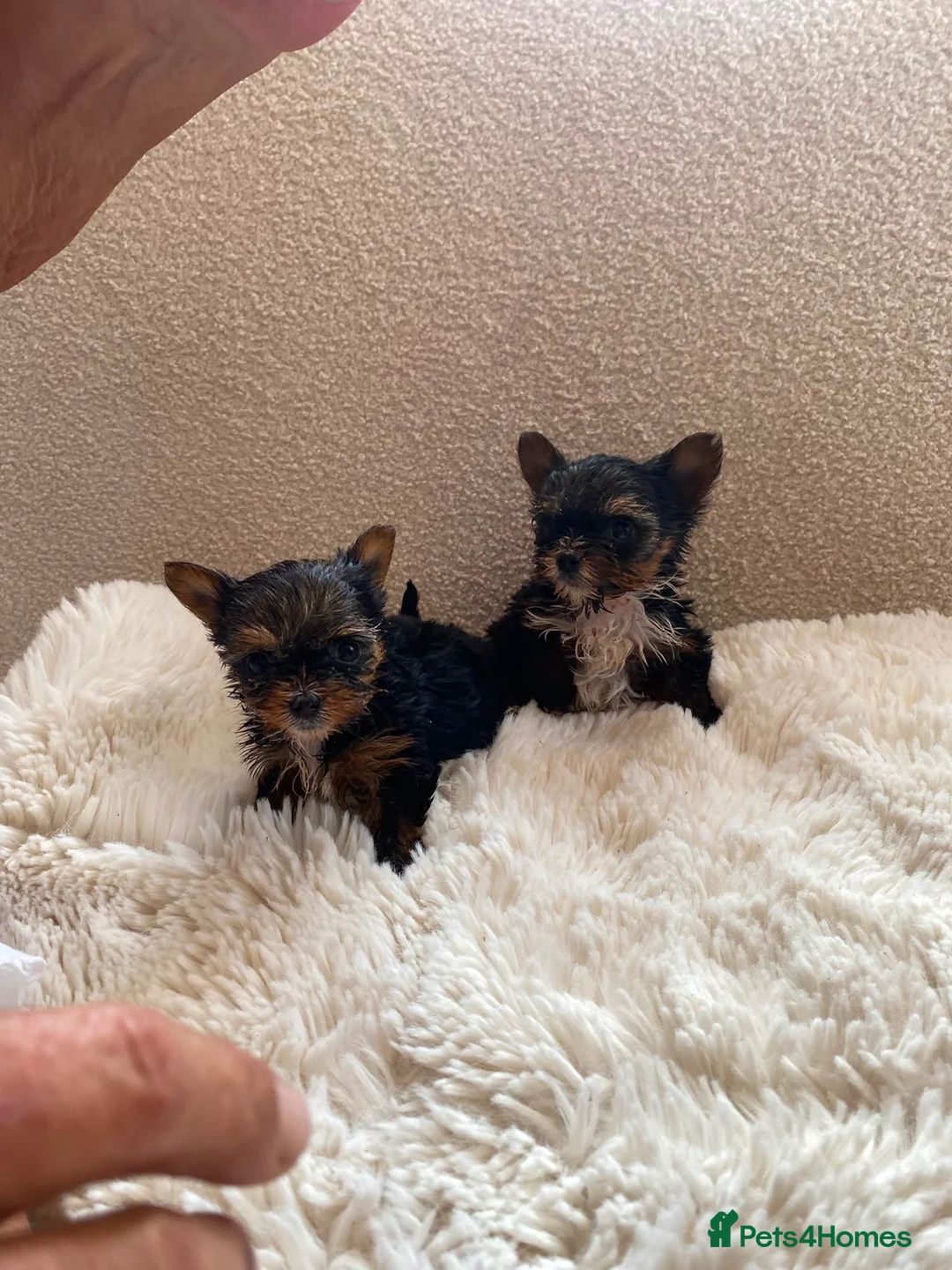 Yorkshire Terrier dogs for sale: Minature Teacup Yorkshire Terriers - Advert 1