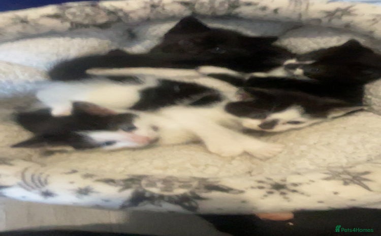 Mixed Breed cats - Advert 7