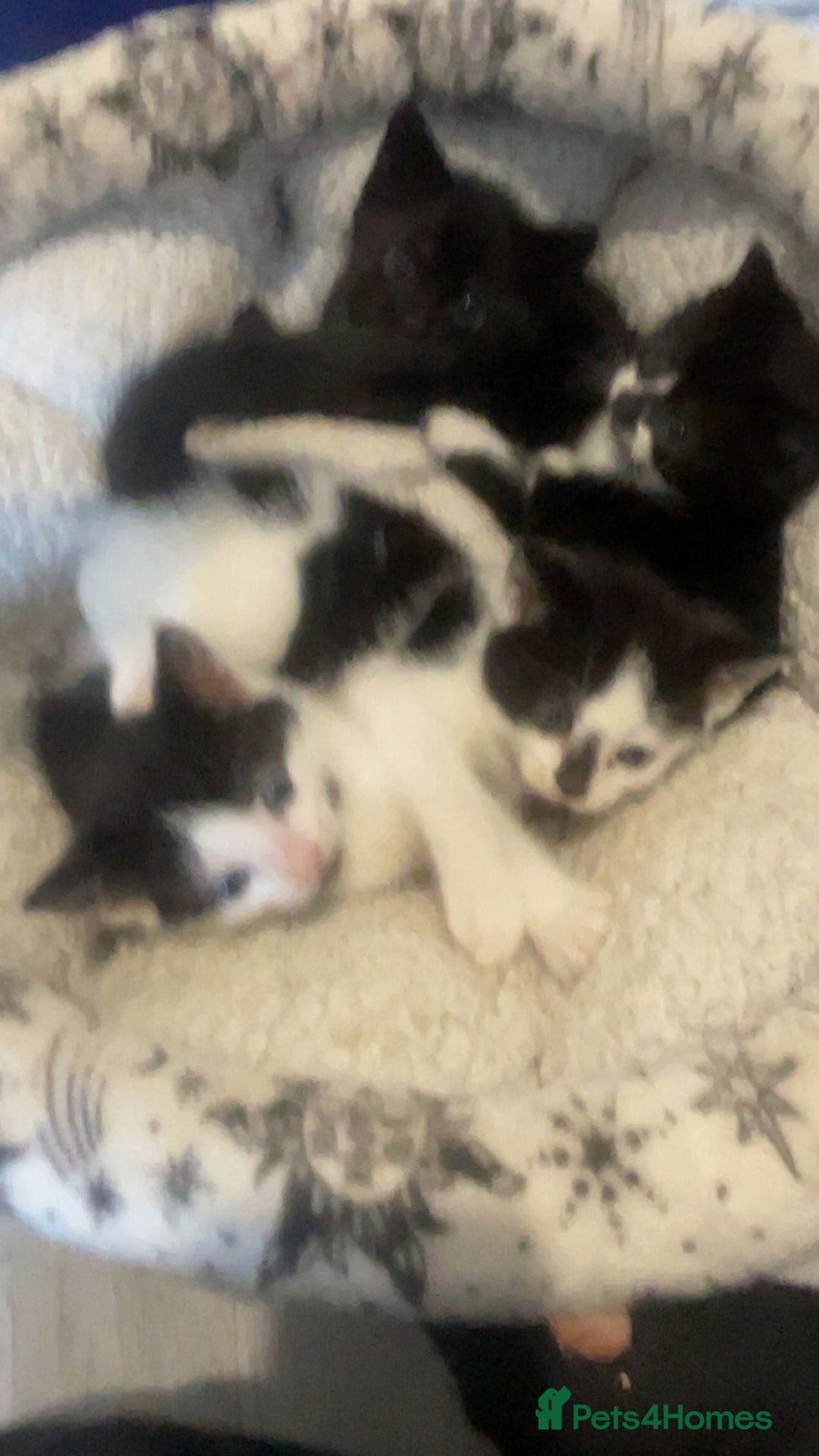 Mixed Breed cats for sale: 4 kittens for sale  - Image 1