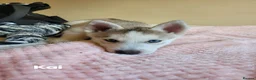 Siberian Husky dogs for sale: 💙♥️ 7 puppies looking for forever home ♥️💙 in Newcastle - Advert 16