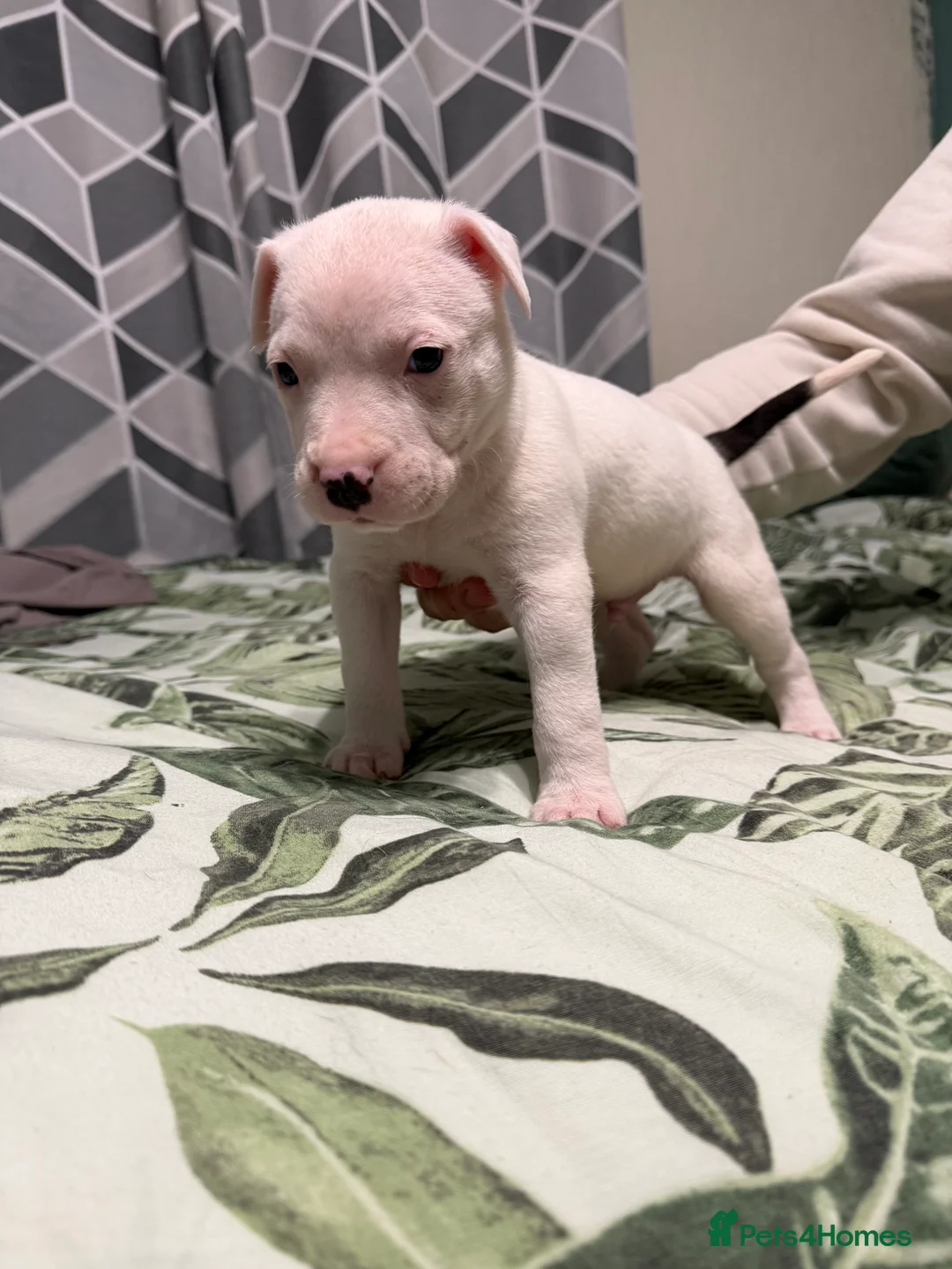 Mixed Breed dogs for sale: Puppies In Need Of New Home in Stoke-on-Trent - Advert 4