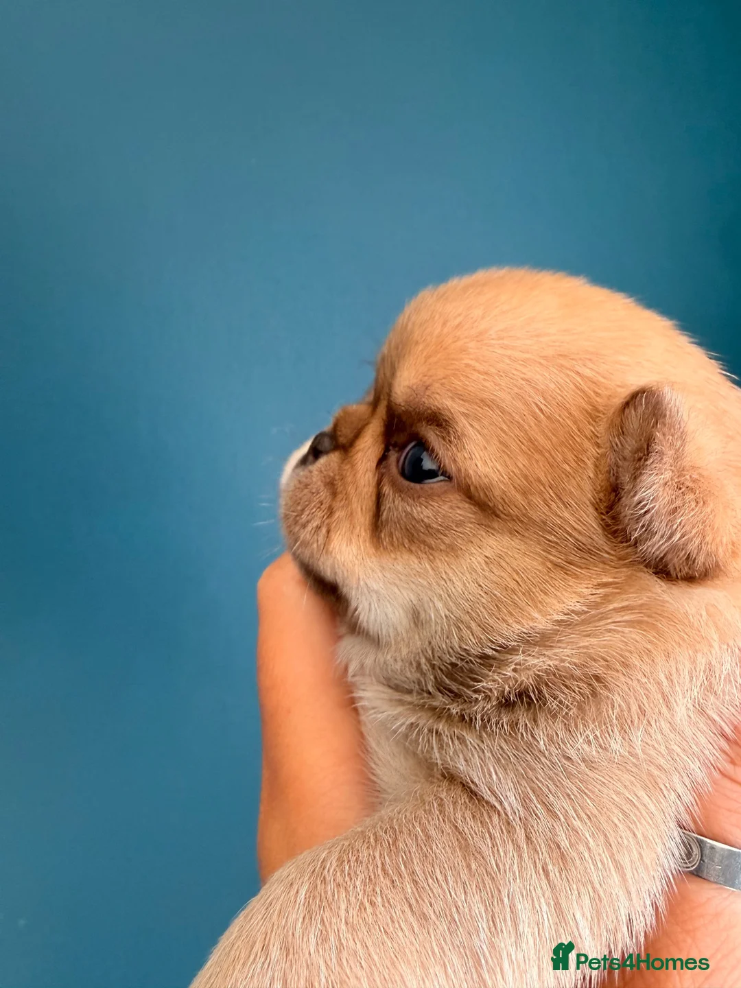 Chihuahua dogs for sale: Stunning Thai chihuahua puppies  - Advert 1