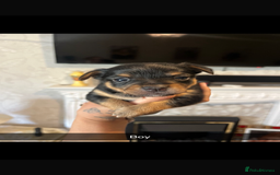 Chihuahua dogs for sale: Chihuahua puppys in Maidstone - Image 6