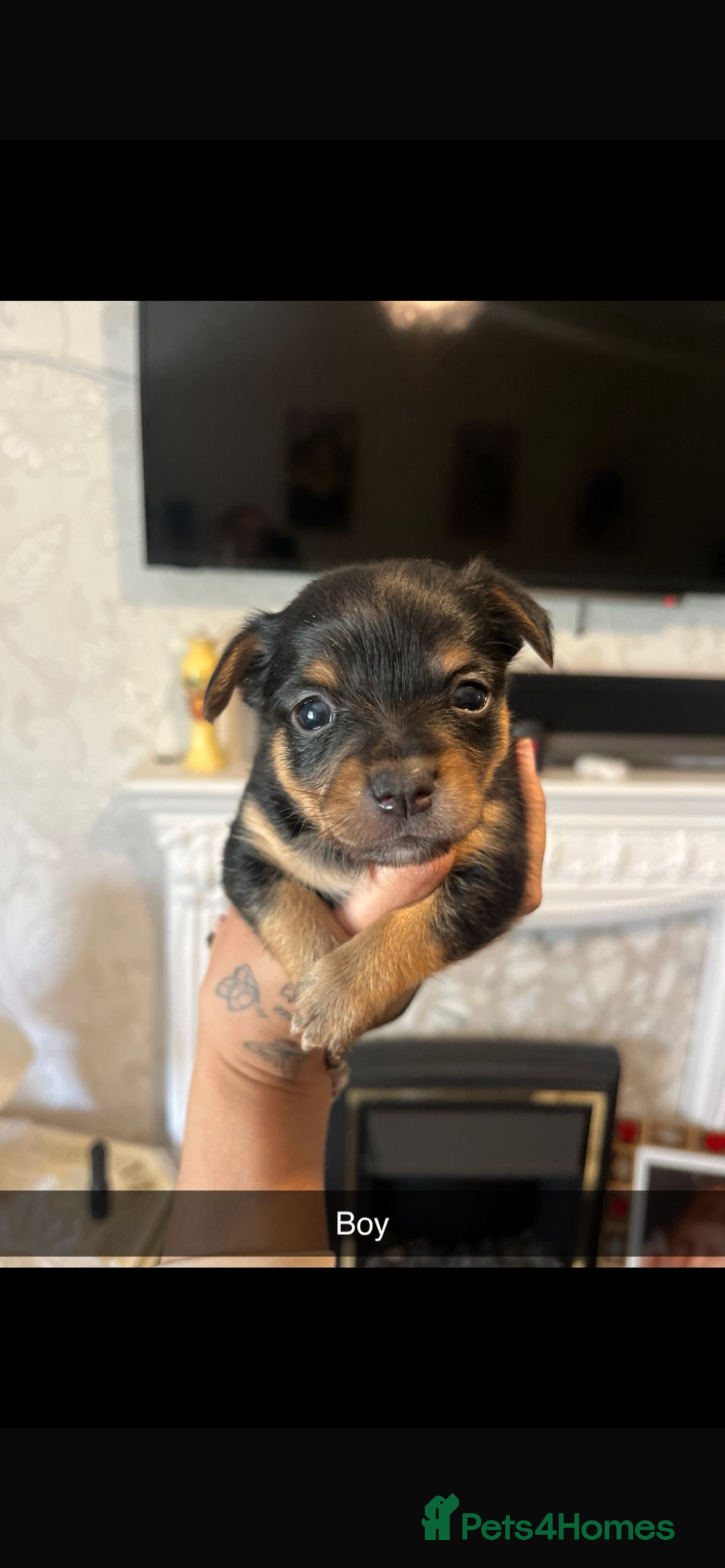 Chihuahua dogs for sale: Chihuahua puppys in Maidstone - Image 6