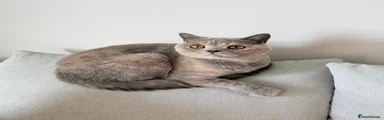 British Shorthair 1