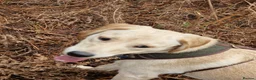 Labrador Retriever dogs for sale: Meet Mochi she needs a new and forever home - Advert 3