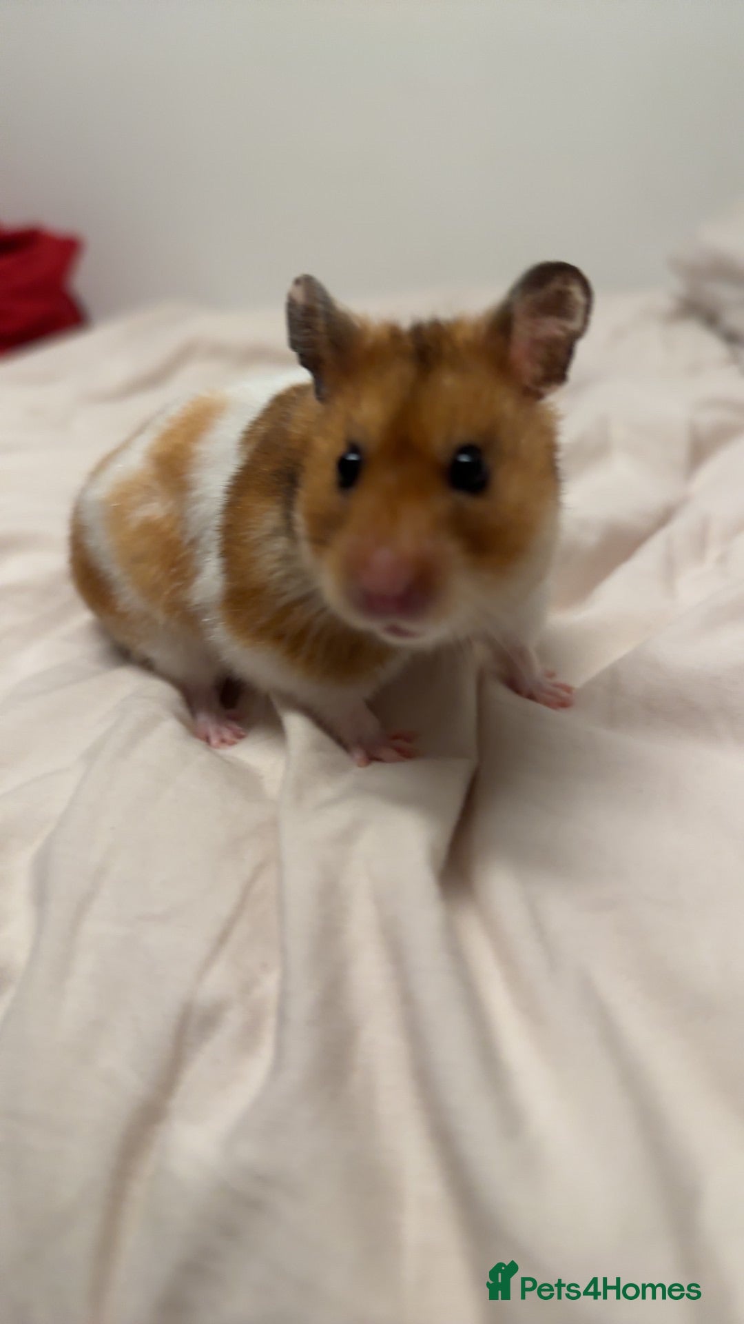 Hamster rodents Syrian Hamster - Advert 1