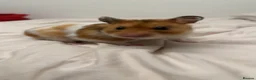 Hamster rodents for sale: Syrian Hamster - Advert 1