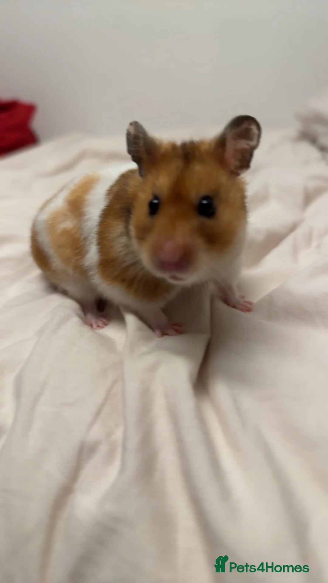 Hamster rodents for sale: Syrian Hamster - Advert 1