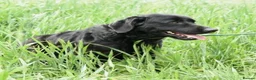 Mixed Breed dogs for adoption: Lonzo (Retriever mix) in Basingstoke - Advert 19