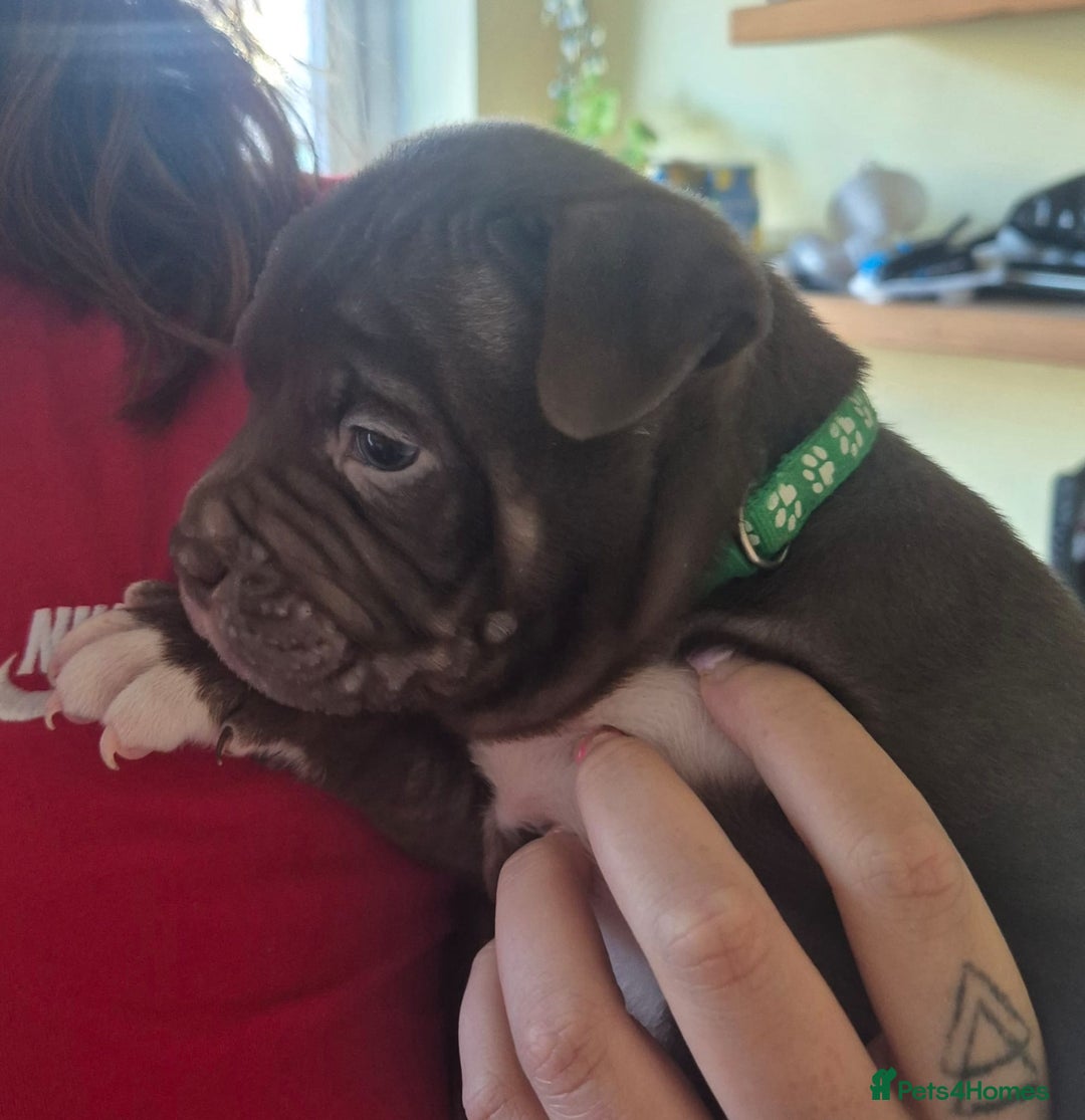 Mixed Breed dogs for sale: Pocket bully cross Chow Chow puppies for sale - Image 7