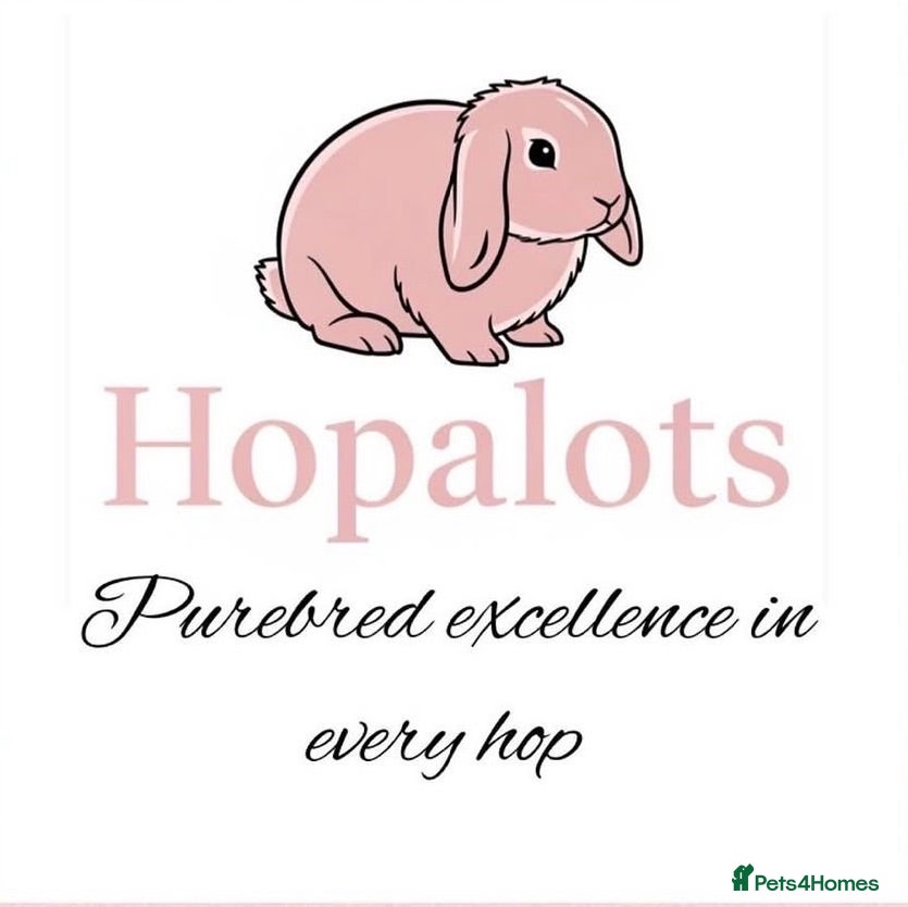 Mini Lop rabbits Pure mini lops - Advert 1