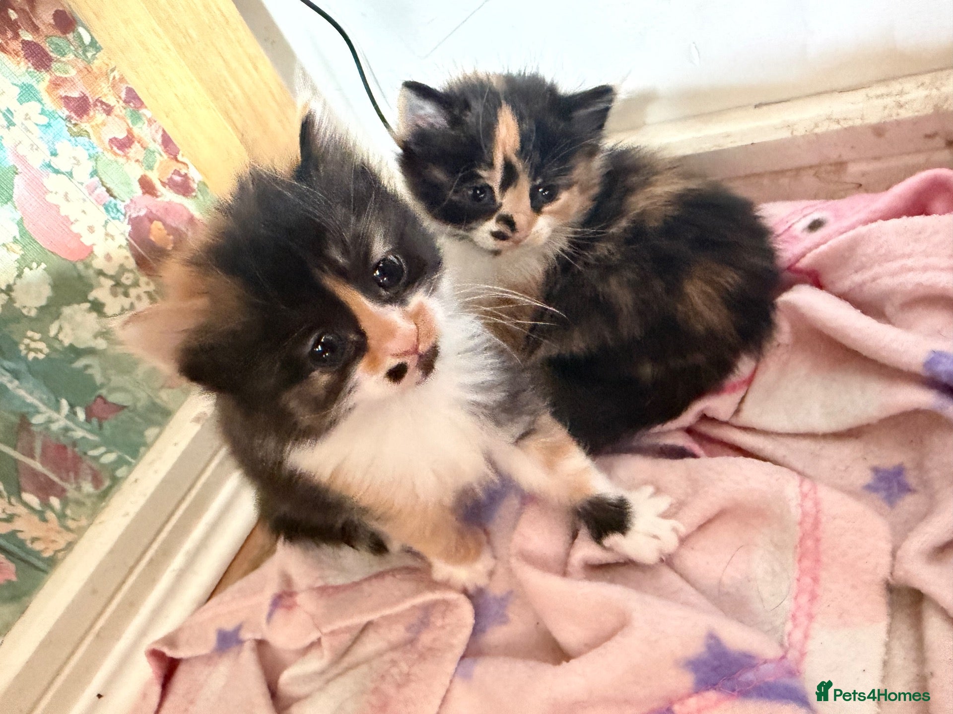 Mixed Breed cats Kittens  - Advert 13