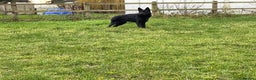 German Shepherd dogs for sale: Outstanding All Black Male  - Advert 14