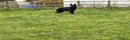 German Shepherd dogs for sale: Outstanding All Black Male  - Advert 14