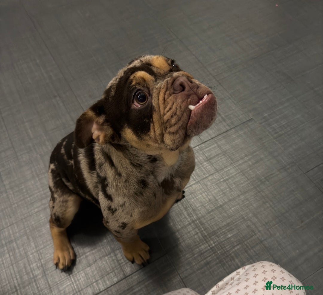 English Bulldog dogs for sale: Chocolate Tri Merle English Bulldog - Advert 4
