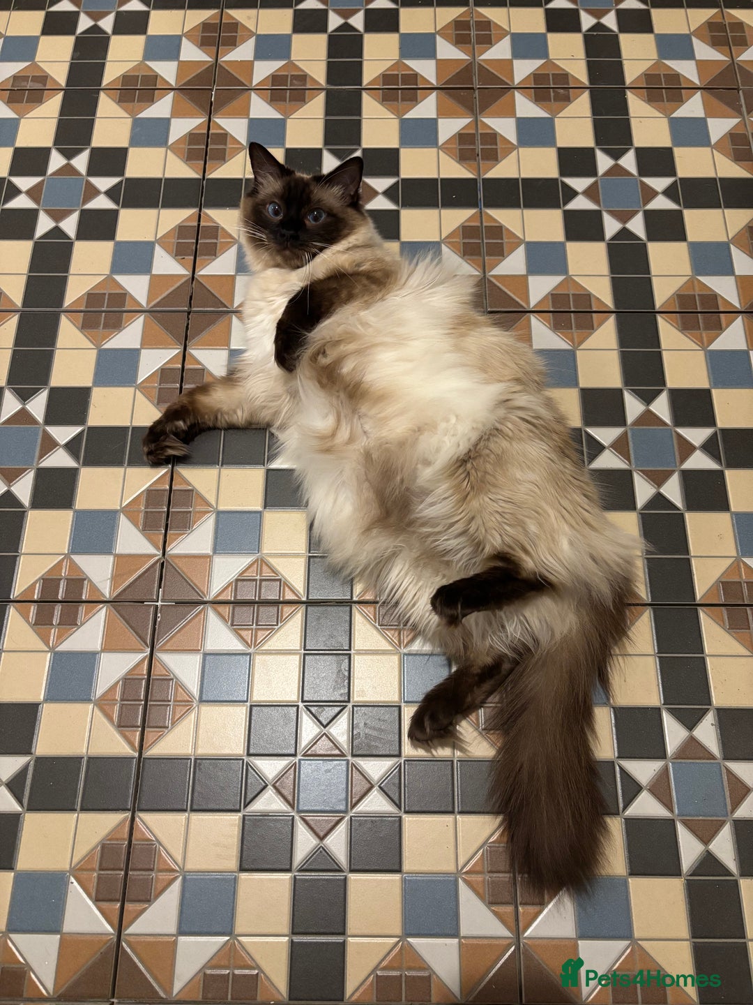 Ragdoll cats for sale: Beautiful ragdoll kittens for sale  - Advert 13