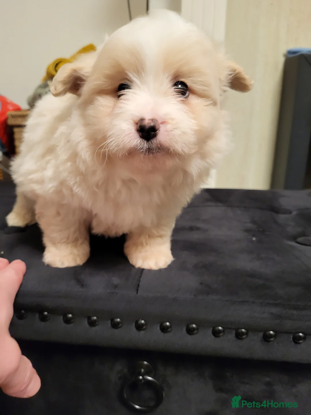 Pomapoo dogs for sale: Beautiful unique pomapoo puppies  - Advert 2