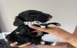 Cavapoo dogs for sale: Beautiful cavapoo pups  - Image 6