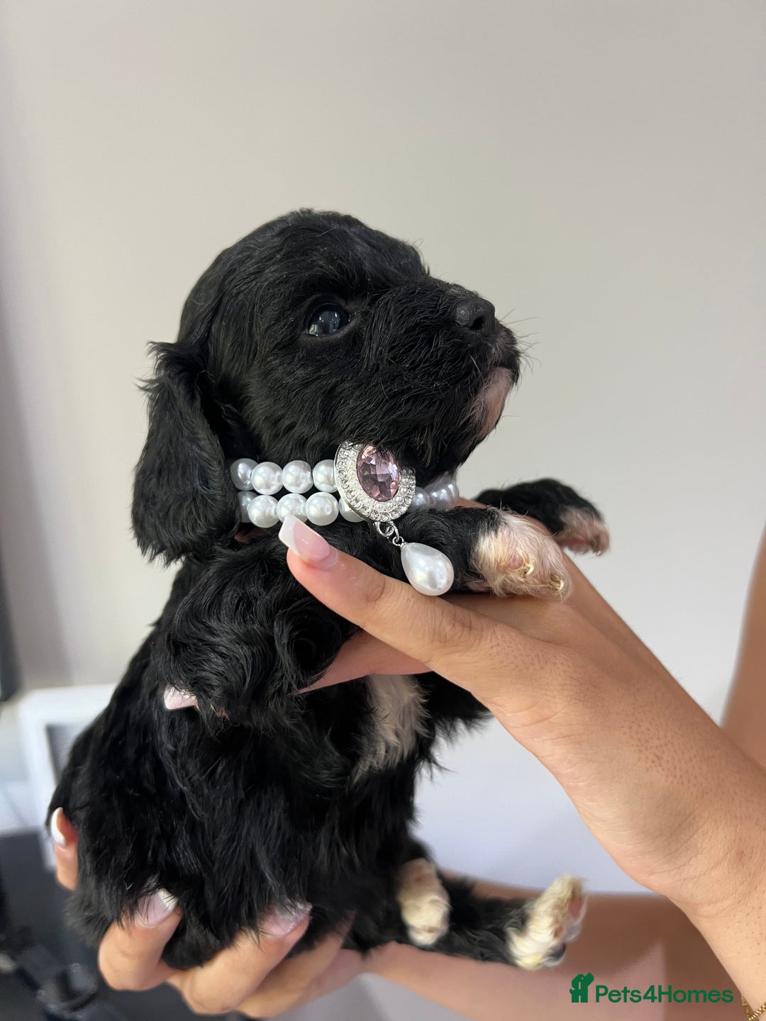 Cavapoo dogs for sale: Beautiful cavapoo pups  - Image 6