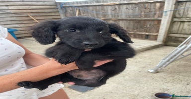 Mixed Breed dogs - Advert 3