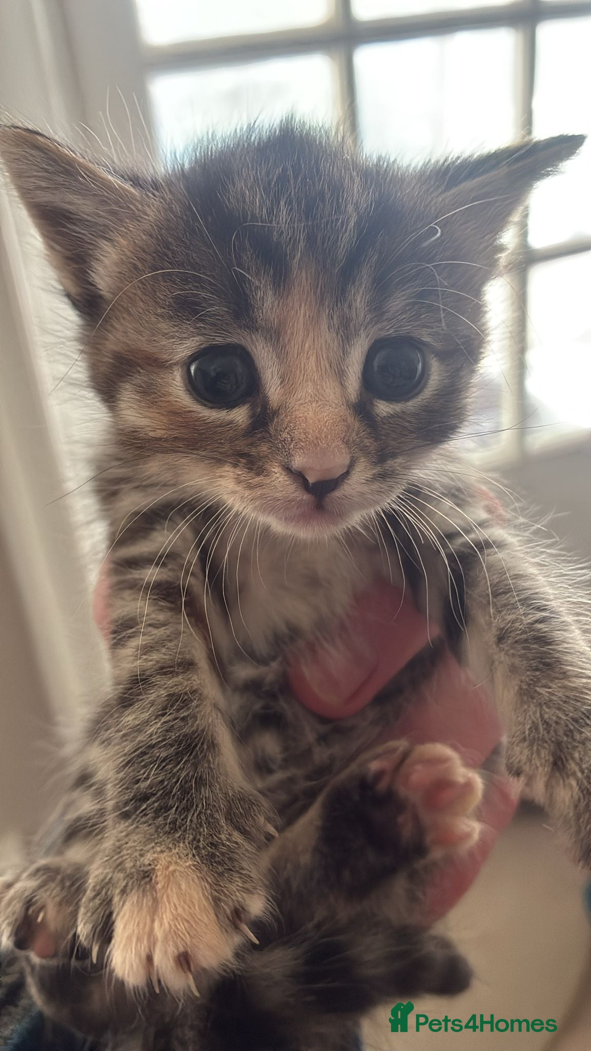 Mixed Breed cats Beautiful variety of  kittens for sale!  - Advert 6