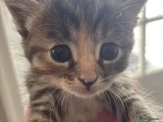 Mixed Breed cats Beautiful variety of kittens for sale! - Advert 1