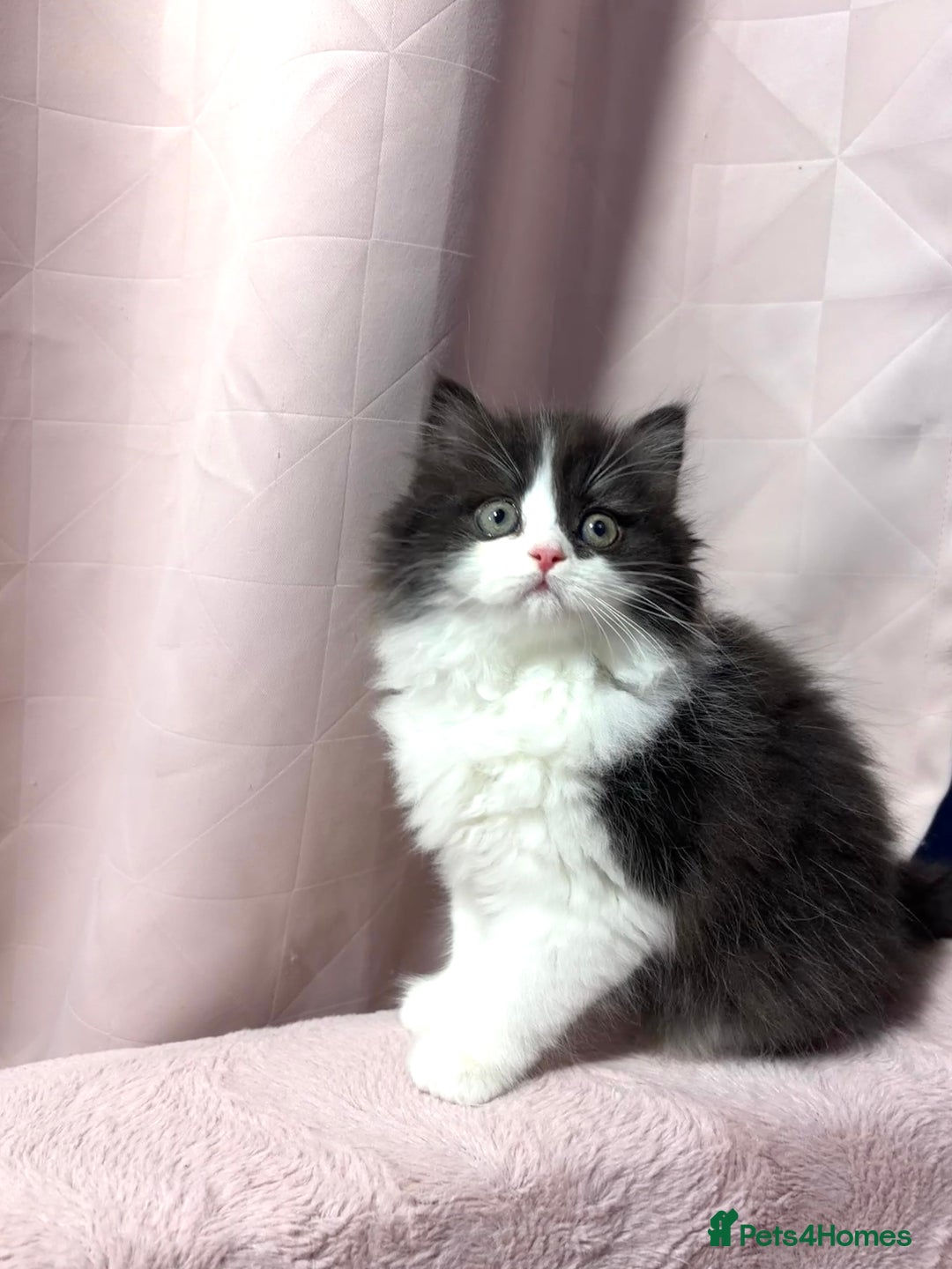 Mixed Breed cats for sale: British long hair X Chinchilla long hair - Advert 7