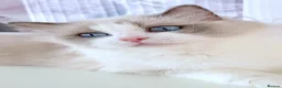 Ragdoll cats for sale: INDOOR FULL PEDIGREE 4 YEARS RAGDOLL FEMALE CAT - Advert 23
