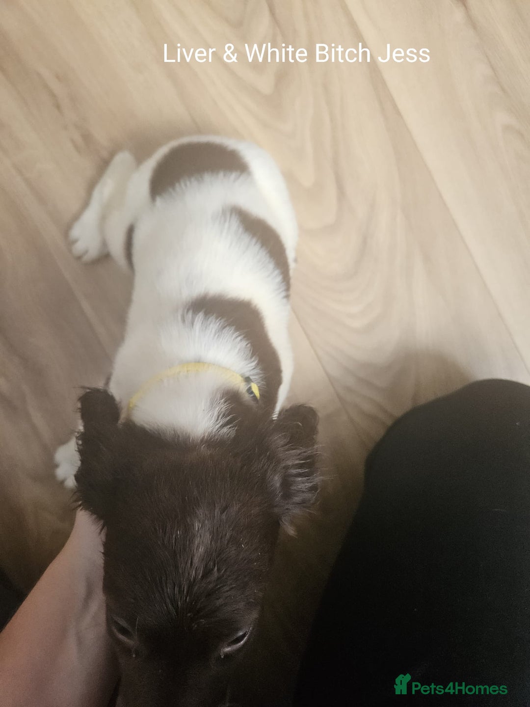 English Springer Spaniel dogs for sale: English KC Reg Springer Spaniels For Sale - Image 7