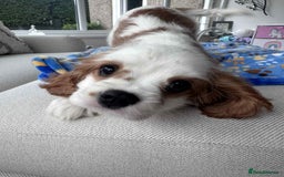 Cavalier King Charles Spaniel dogs for sale: READY NOW Fully health tested included MRI scan  - Image 28