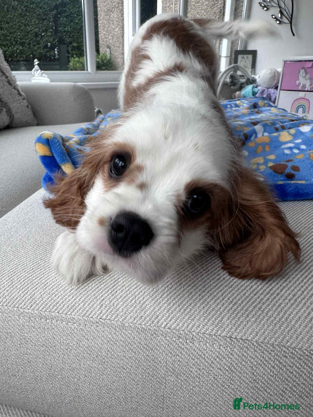 Cavalier King Charles Spaniel dogs for sale: READY NOW Fully health tested included MRI scan  - Image 28