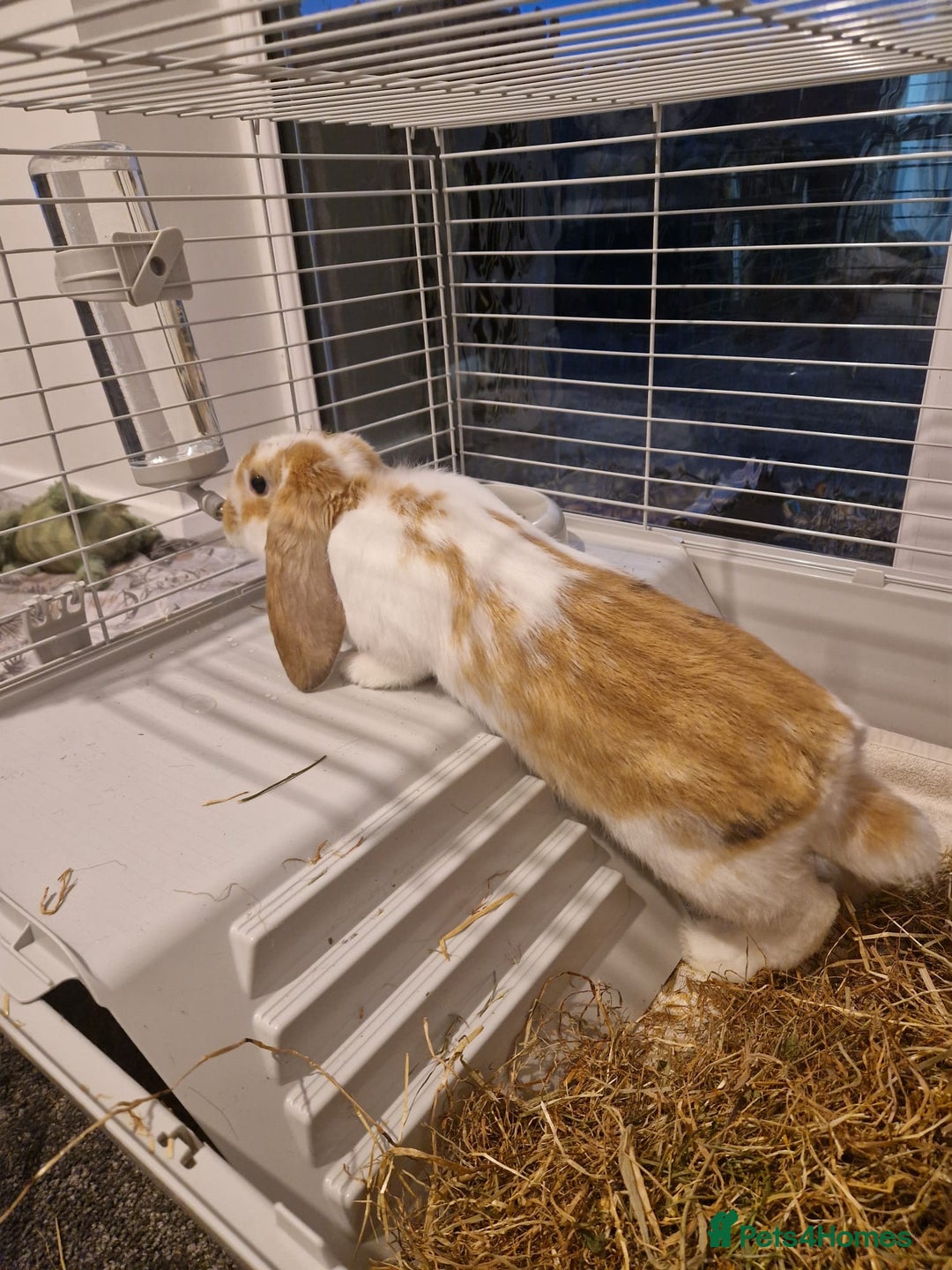 English rabbits for sale: Ginger and white female bunny - Advert 7