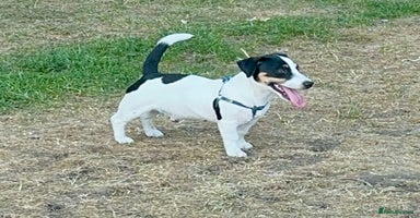 Jack Russell dogs - Advert 4