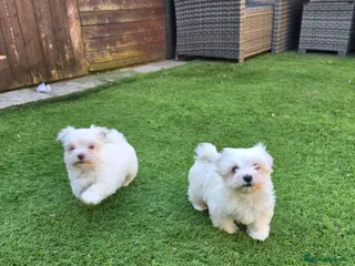 Havanese dogs 2 beautiful Havapoo puppies - Advert 4