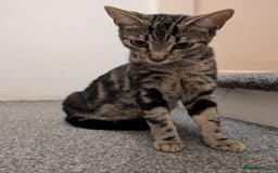 Bengal cats for sale: Coco the cat - Image 3