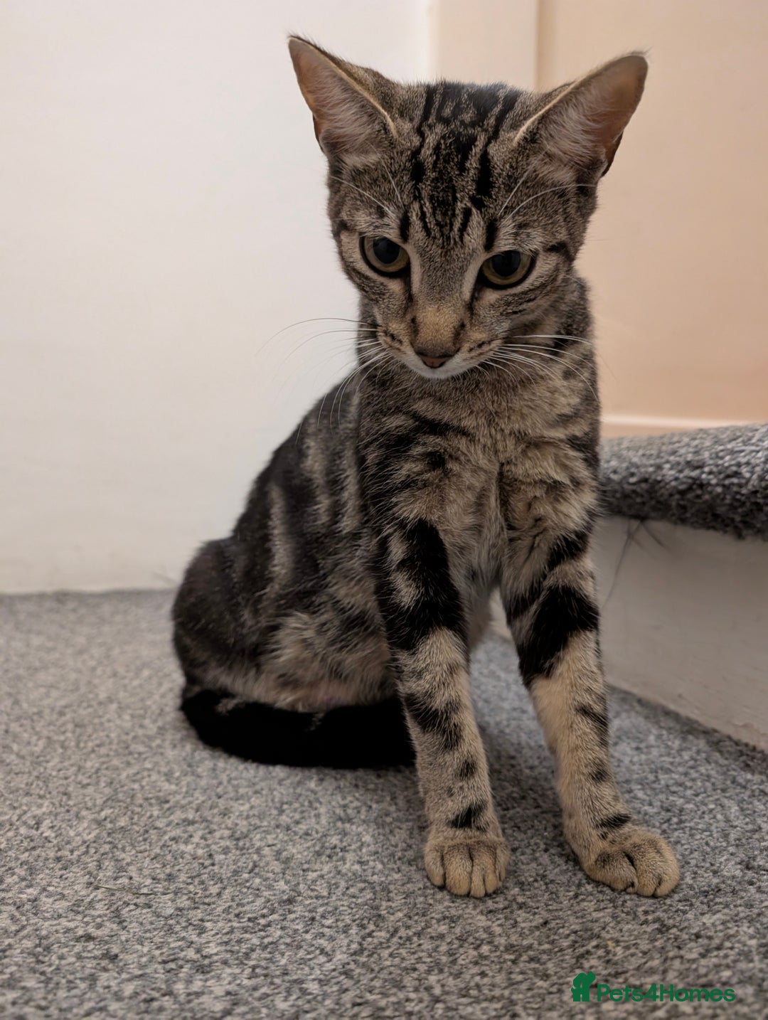 Bengal cats for sale: Coco the cat - Image 3