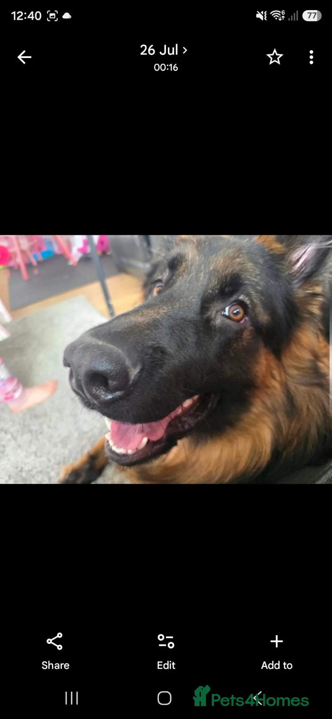 German Shepherd dogs for sale: 1 year old German Shepard in Paisley - Advert 2