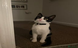 Mixed Breed cats for sale: Black and white kitten - Image 4