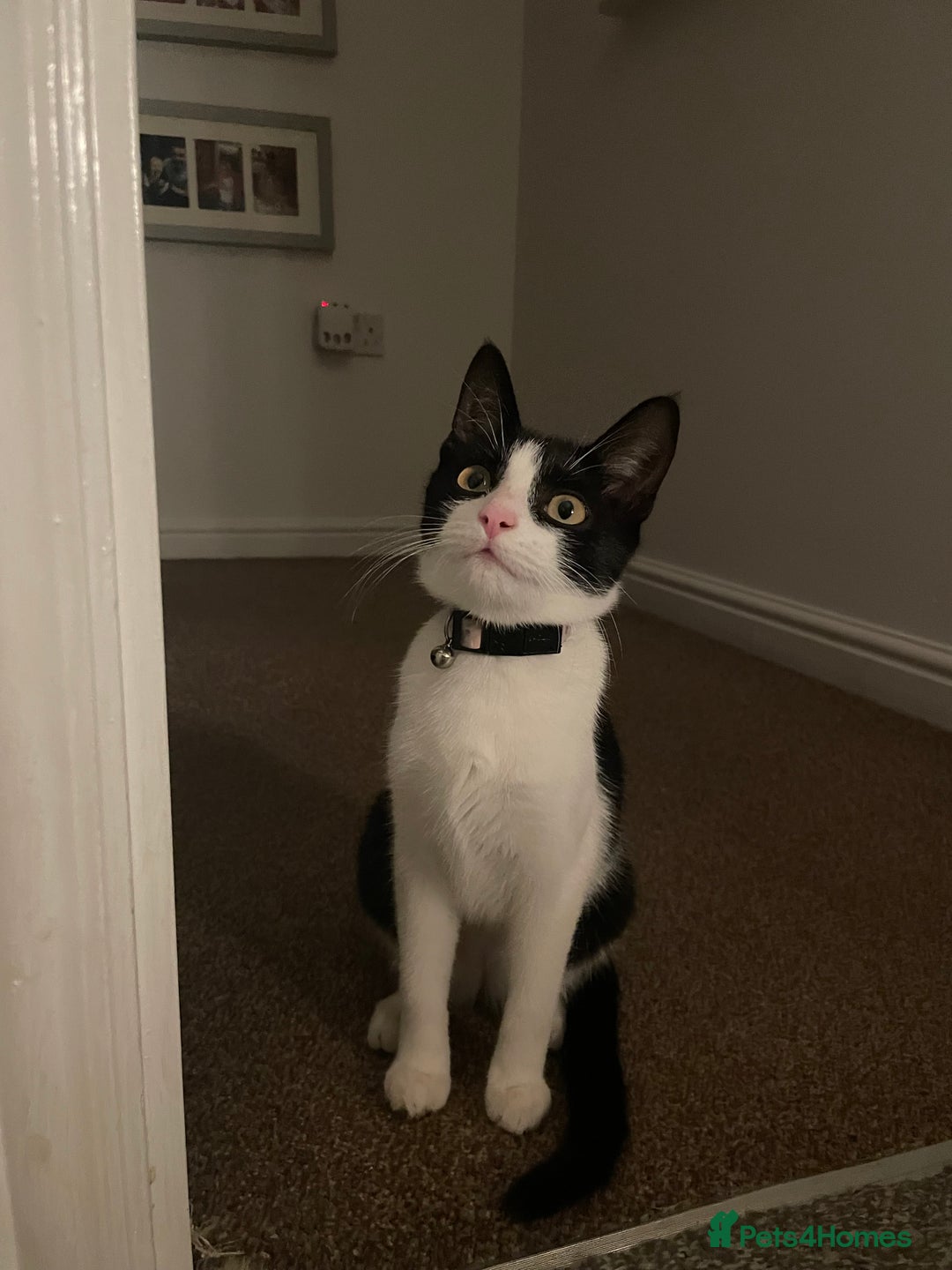 Mixed Breed cats for sale: Black and white kitten - Image 4