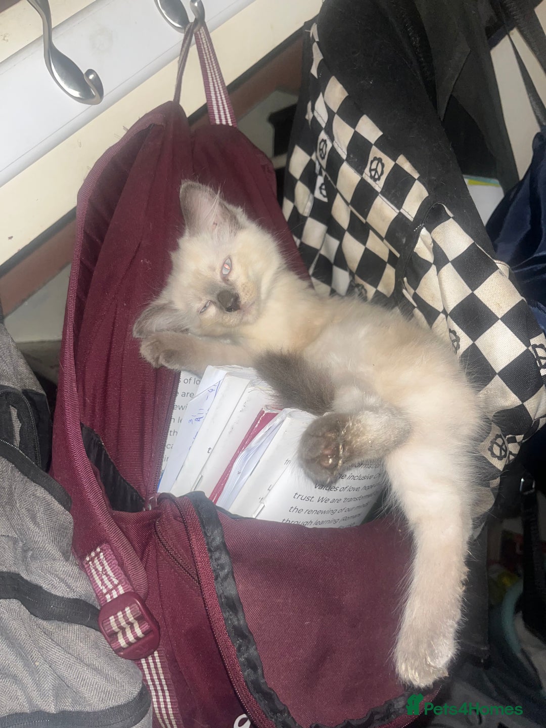 Mixed Breed cats for sale: Beautiful mixed kittens  - Image 2