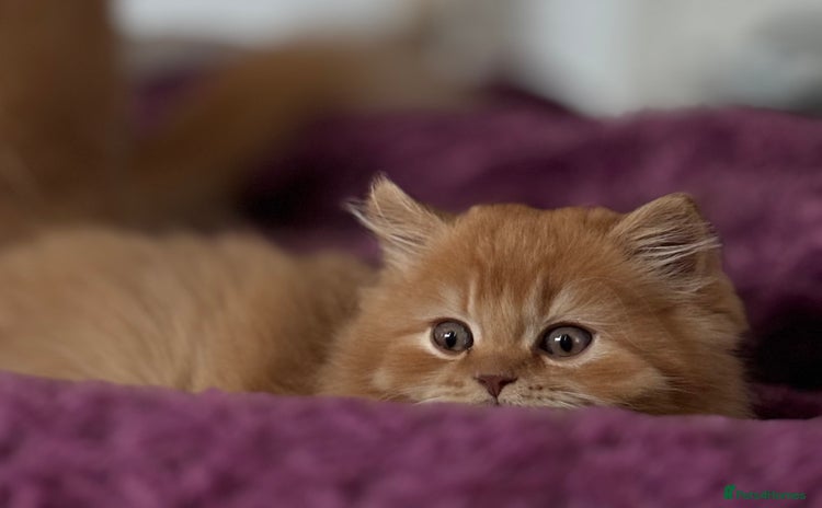 British Longhair cats - Advert 1