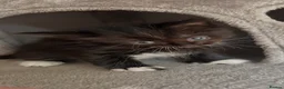 Mixed Breed cats for sale: Siamese x Maine coon kittens ready now.  - Advert 13