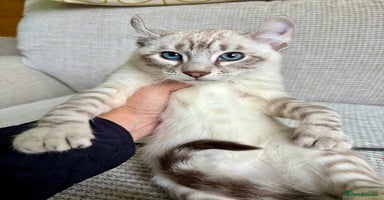 Savannah cats - Advert 10