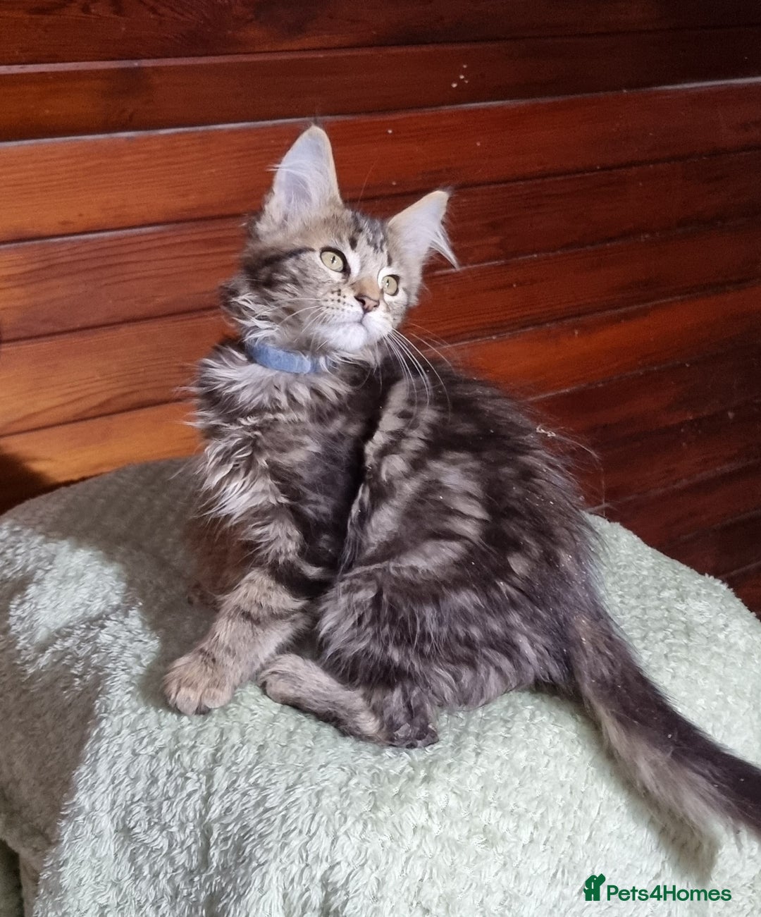 Maine Coon cats for sale: GCCF Pedigree Maine Coon Kittens for sale  - Image 21