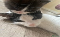Mixed Breed cats for sale: Three long hair one short tuxedo kittens - Image 17
