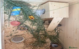 Hamster rodents for sale: Female dwarf hamster and set up  - Image 2