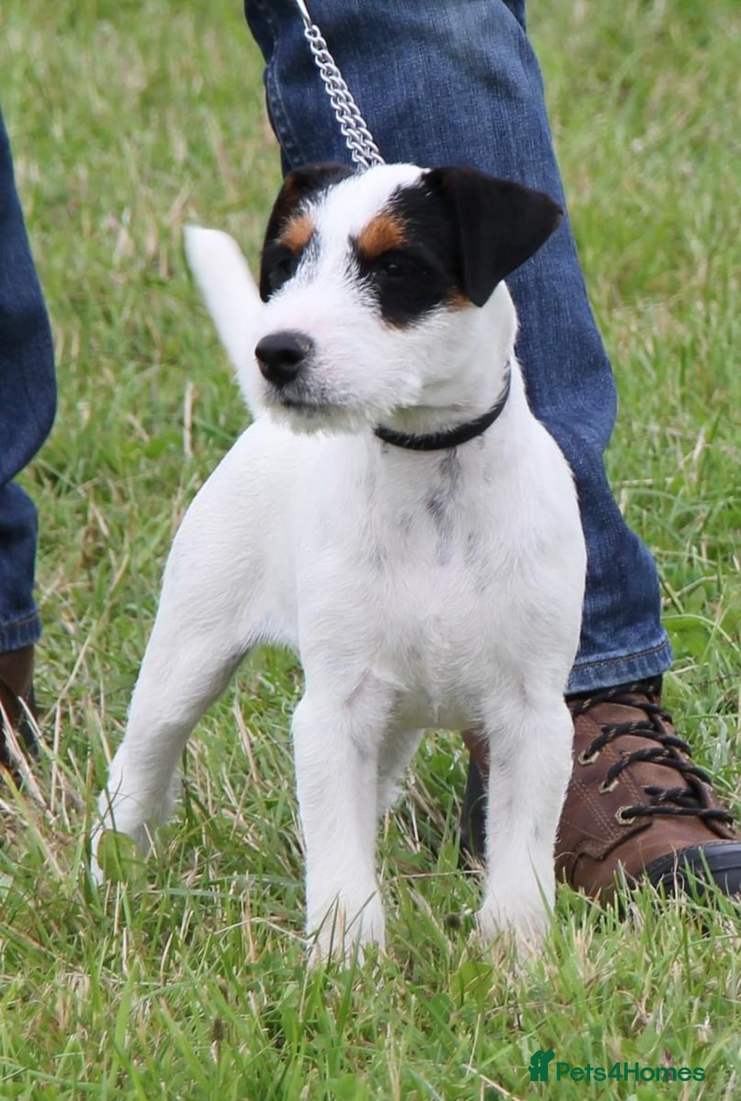 Jack Russell dogs for sale: Jack Russell Parson Type Dig Puppies for Sale - Advert 10